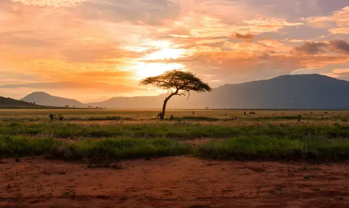 Lone acacia tree at sunset over the open Masai Mara plains
