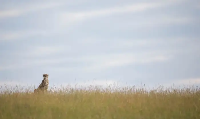 Cheetah standing in long grass