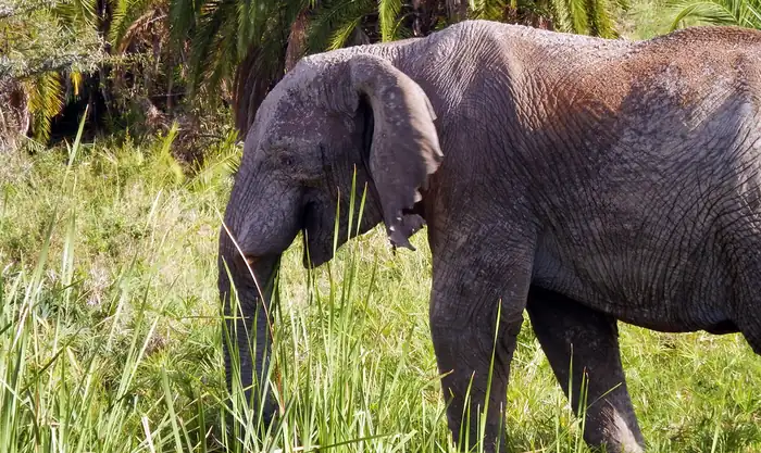 Elephant standing in green bush