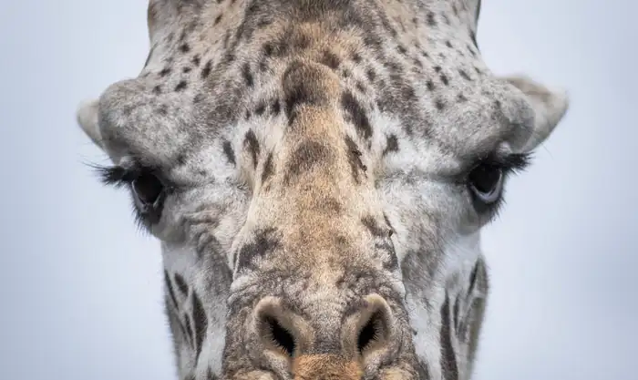 Close-up of a giraffe's head and neck