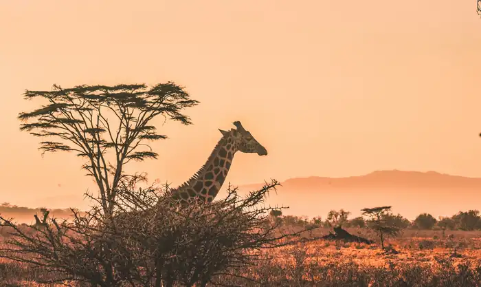 Giraffe at sunset on a luxury Masai Mara safari package