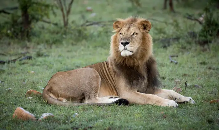 Lion resting below a lone acacia tree at sunset