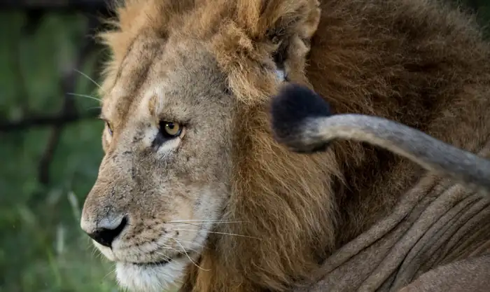 Close-up of a male lion resting in the grass