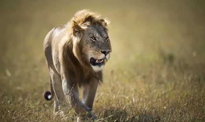 Lion walking through short grass