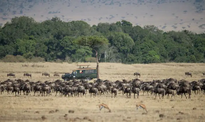 Safari vehicle among a herd of wildebeest