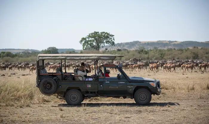 Safari vehicle with tourists beside a wildebeest herd