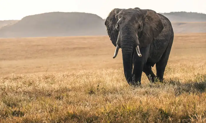 Elephant on the open savannah during a 3 day Masai Mara safari