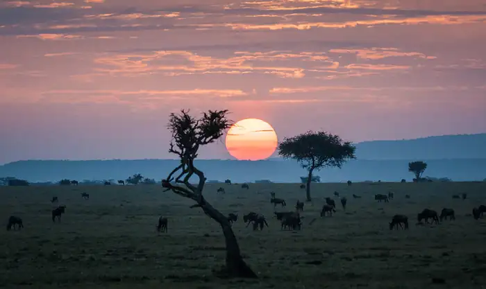 Sunrise over acacia trees on the open savannah