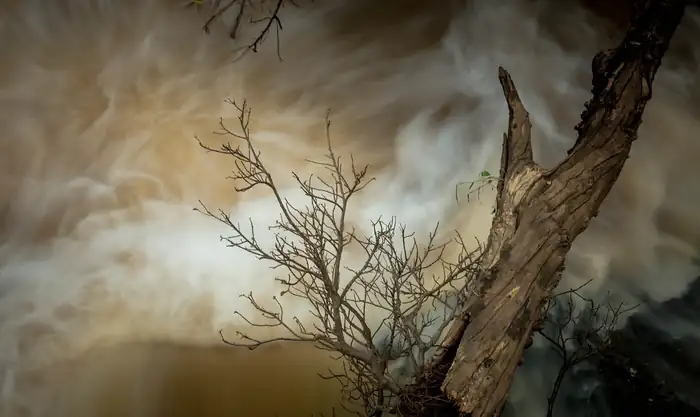 Bare tree against a stormy sky on the plains