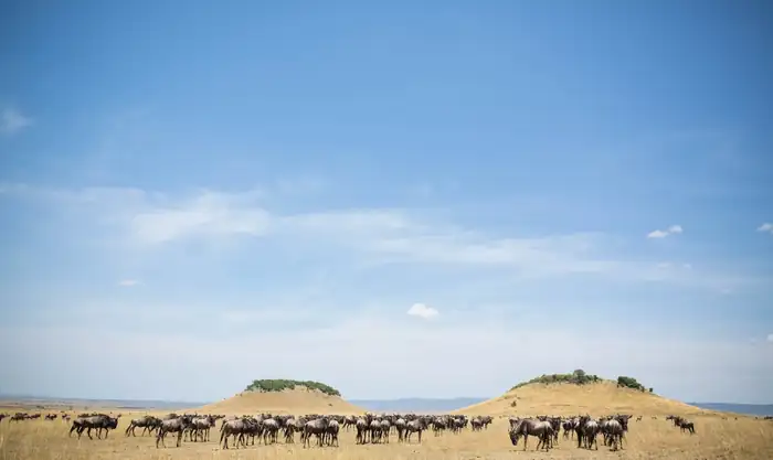 Wildebeest herd spread across the open plains