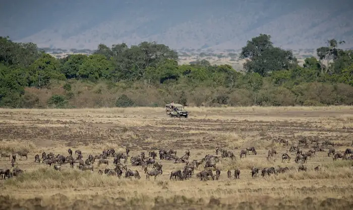 Wildebeest herd grazing beside a safari vehicle
