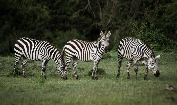 Three zebras grazing on green grass